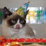 grumpy_cat