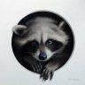 Raccoony