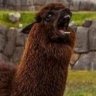 Lama_oret