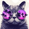 KOT_BY