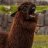 Lama_oret