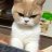 Котики_рулят